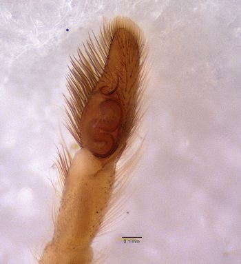 Media type: image; Invertebrate Zoology 22009